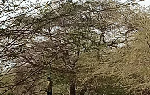 Le corps sans vie pendu à un arbre