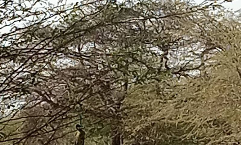 Le corps sans vie pendu à un arbre