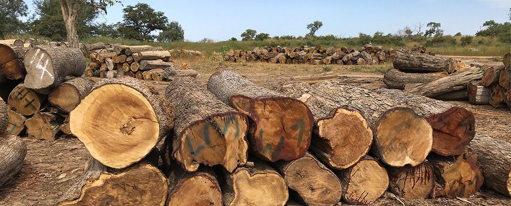 Entre 2014 et 2017, le bois précieux abattu en Casamance était transporté à travers la frontière, puis entreposé dans des dépots à ciel ouvert avant d’être vendu à des négociants en Gambie. ©TRIAL International / Montse Ferrer