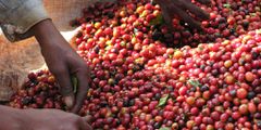 Ugandan Coffee