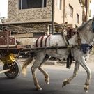 cheval charrette