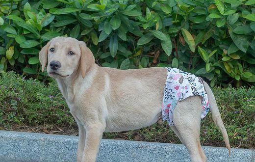 Some animals have menstruation [Fruugo]