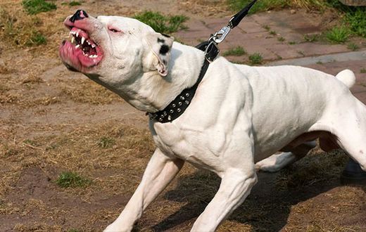 Pitbull