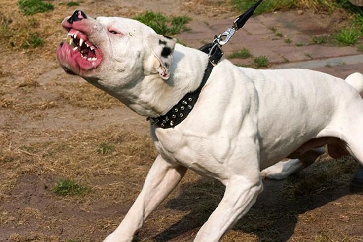 Pitbull