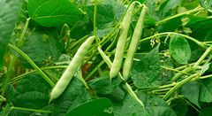 haricots-verts