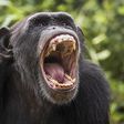 HIV originated in chimpanzees in West Africa [MetodeScience]