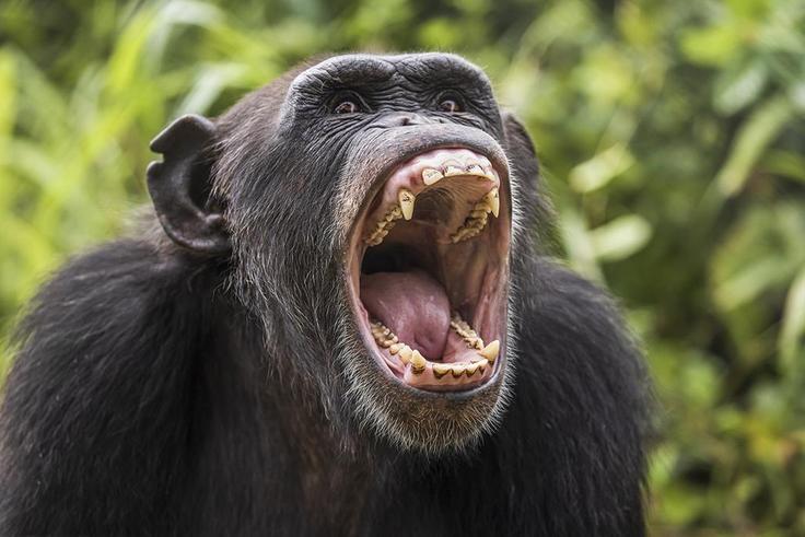 HIV originated in chimpanzees in West Africa [MetodeScience]