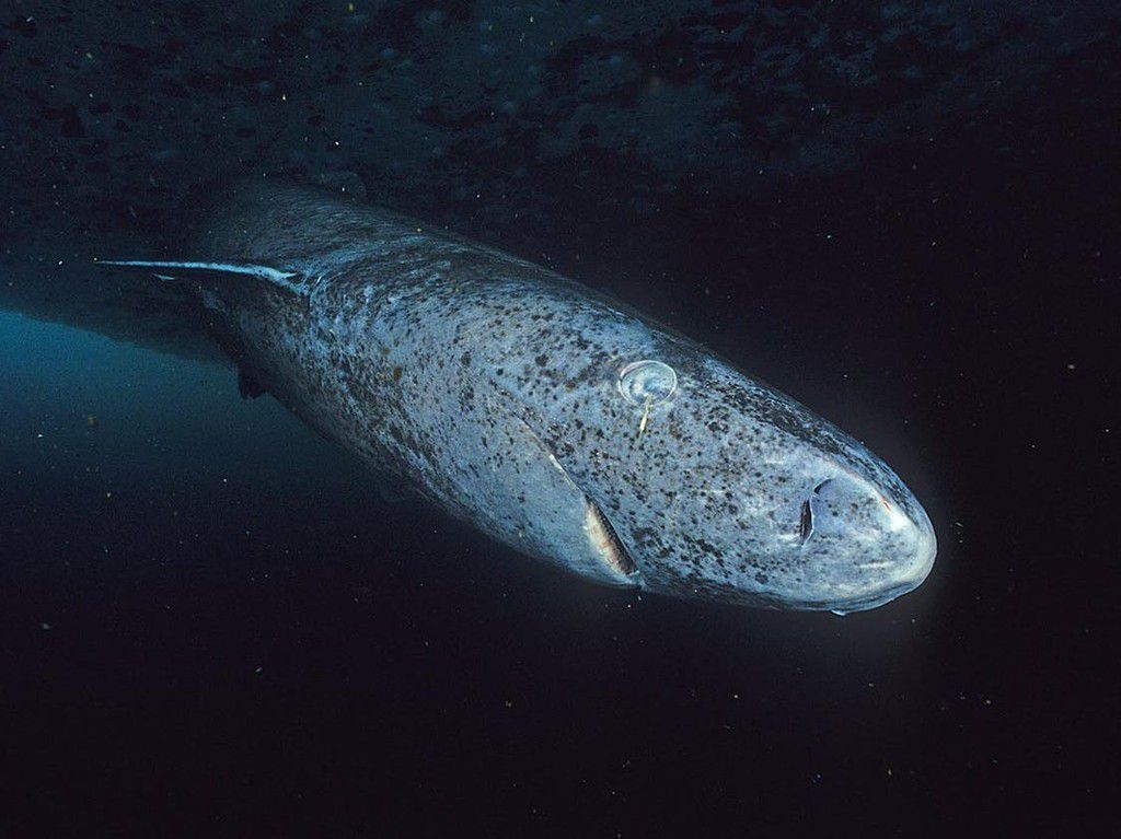 A Greenland shark picture taken at the floe edge of the Admiralty Inlet, Nunavut, 2007.Hemming1952/Wikimedia Commons