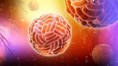 Zika-Virus-24-M (1)