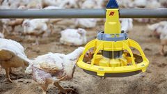 Alimentation poulet de chair