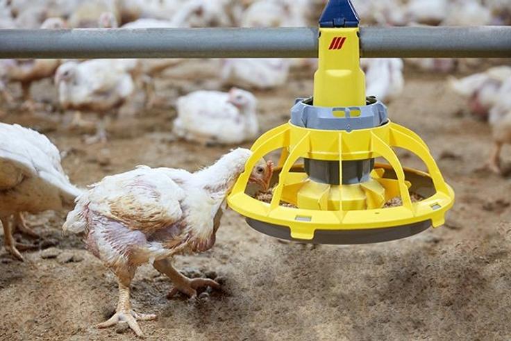 Alimentation poulet de chair