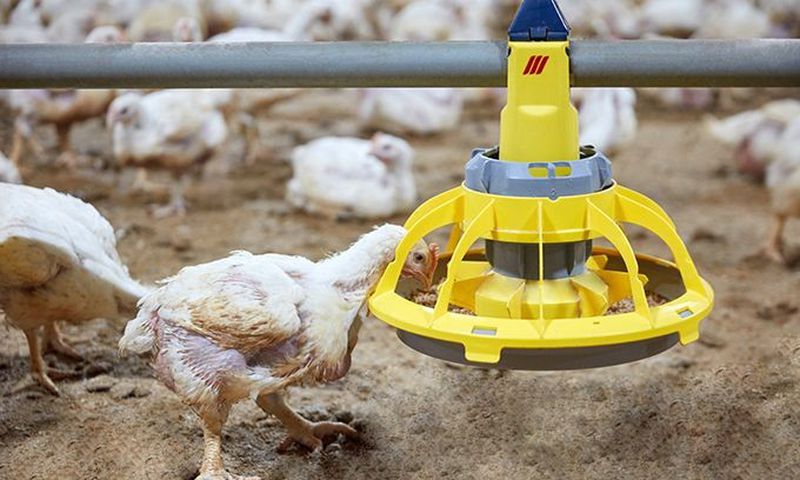 Alimentation poulet de chair