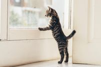 chat fenetre(1)