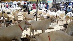 Point de vente de moutons