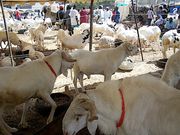 Point de vente de moutons