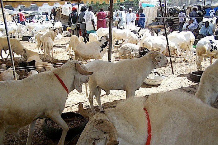 Point de vente de moutons