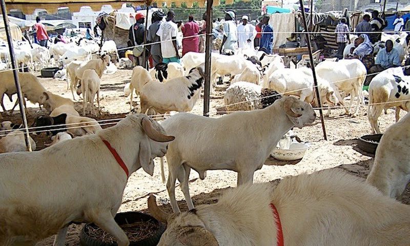 Point de vente de moutons