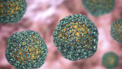 Fièvre de la Vallée du Rift : Comprendre le virus qui se transmet de l’animal à l’homme