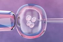 IVF process