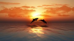 Dolphins are unique because they sleep with one hemisphere of their brain at a time