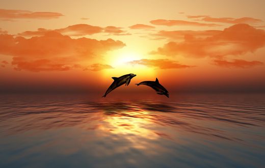 Dolphins are unique because they sleep with one hemisphere of their brain at a time