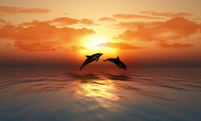 Dolphins are unique because they sleep with one hemisphere of their brain at a time
