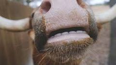 One major reason animals do not need to brush their teeth is their diet