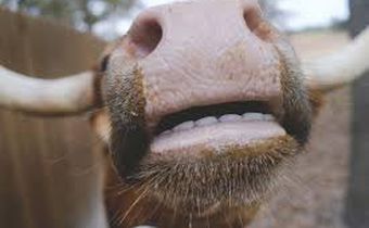 One major reason animals do not need to brush their teeth is their diet