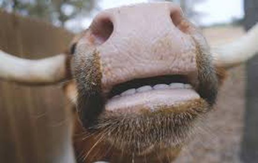 One major reason animals do not need to brush their teeth is their diet