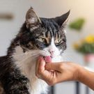 Your cat may lick you to get your attention [PetCareInsiders]