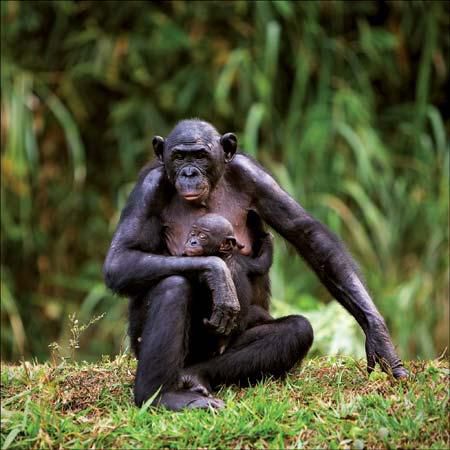 Bonobos have menstrual cycles [Britannica]