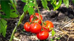 Cracked tomatoes are much more susceptible to disease [Shutterstock]