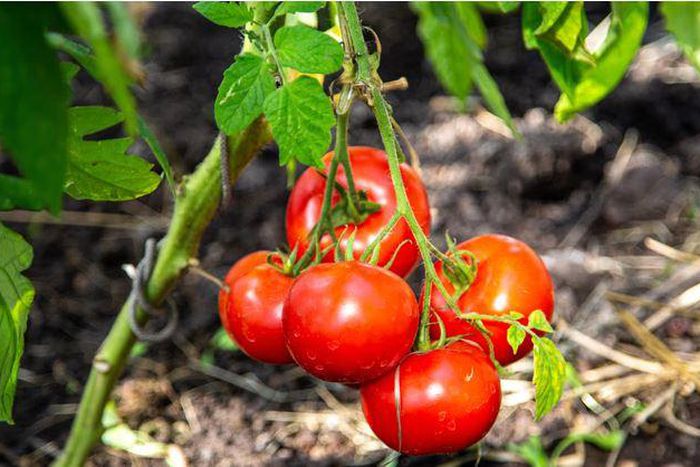 Cracked tomatoes are much more susceptible to disease [Shutterstock]