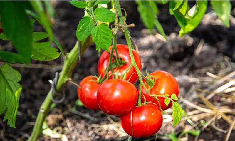 Cracked tomatoes are much more susceptible to disease [Shutterstock]