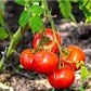 Cracked tomatoes are much more susceptible to disease [Shutterstock]