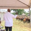 President Museveni Museveni was underwhelmed by the condition of Anita Among's cows