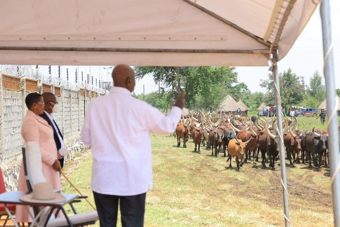 President Museveni Museveni was underwhelmed by the condition of Anita Among's cows
