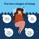 The different sleep stages [SleepScore]
