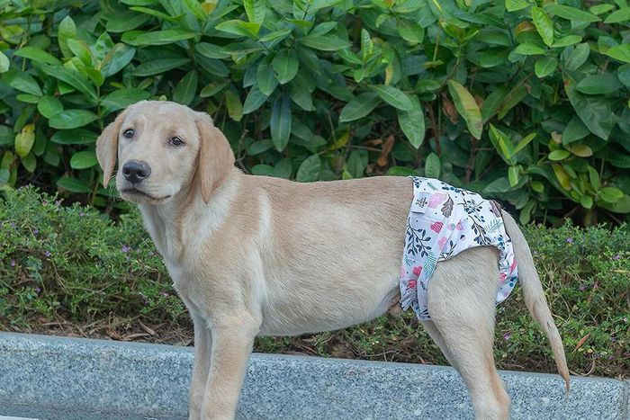 Some animals have menstruation [Fruugo]