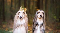 These expensive dog breeds cost millions [X.com]
