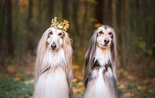 These expensive dog breeds cost millions [X.com]