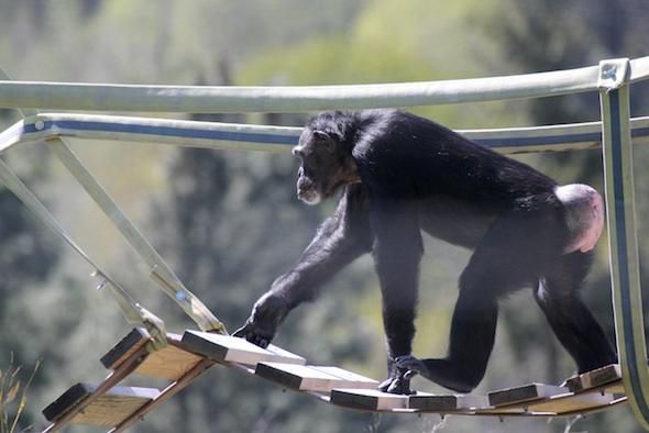 Female chimpanzees have menstrual cycles [ChimpanzeeSanctuary]