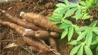 They had consumed the cassava meal for dinner [Daily Trust]