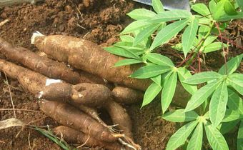 They had consumed the cassava meal for dinner [Daily Trust]