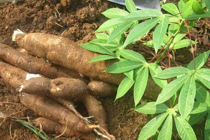 They had consumed the cassava meal for dinner [Daily Trust]