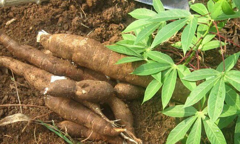 They had consumed the cassava meal for dinner [Daily Trust]