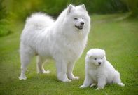 Samoyed [iStock]