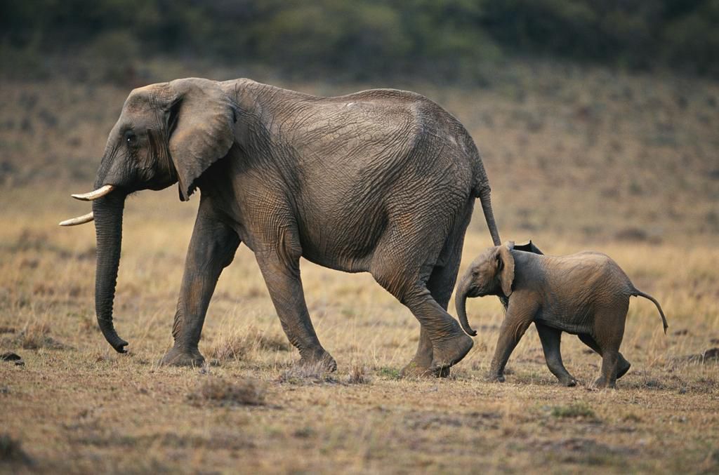 Female elephants have a longer menstrual cycle [Men'sJournal]