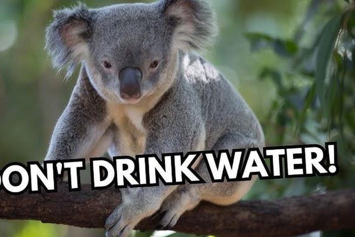 Some animals don't need to drink to water survive [YouTube]