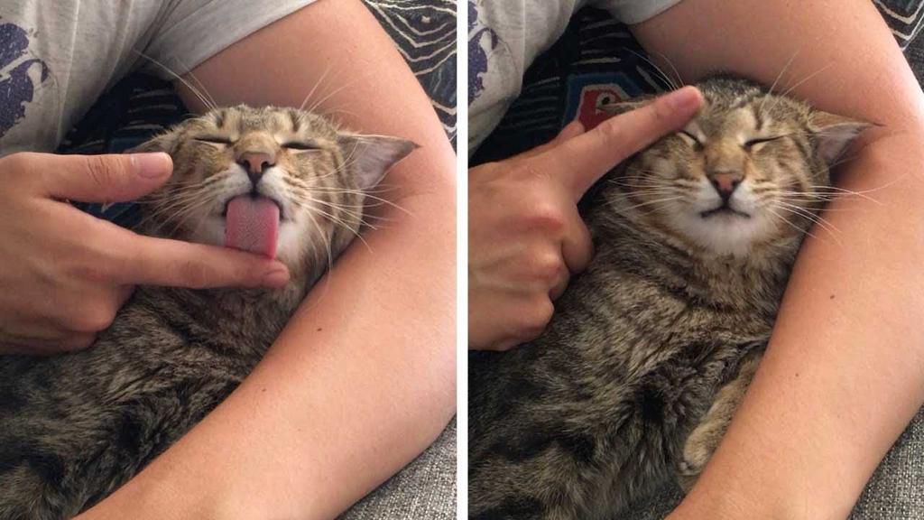 Cats lick their owners is to show affection [YouTube]